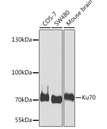Ku70 Rabbit Polyclonal Antibody