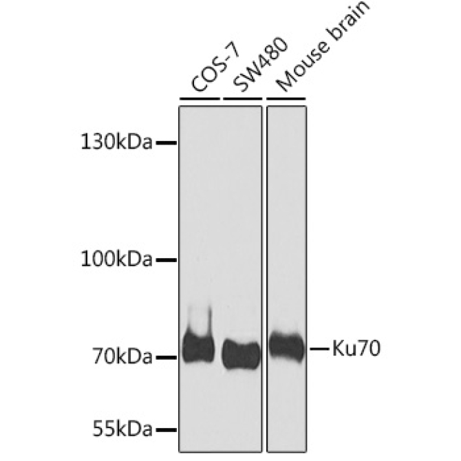 Ku70 Rabbit Polyclonal Antibody