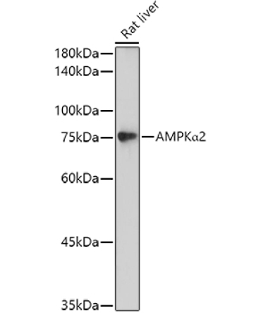 AMPKAlpha2 Rabbit Polyclonal Antibody [KO Validated]