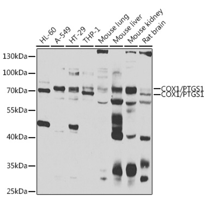 COX1/PTGS1 Rabbit Polyclonal Antibody