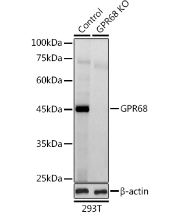 GPR68 Rabbit Polyclonal Antibody [KO Validated]