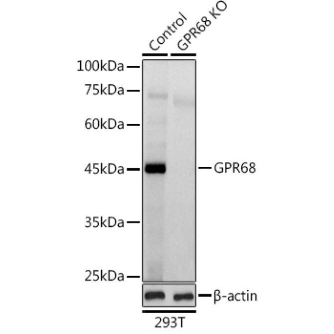 GPR68 Rabbit Polyclonal Antibody [KO Validated]