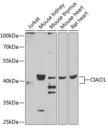 CIAO1 Rabbit Polyclonal Antibody