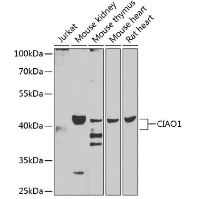 CIAO1 Rabbit Polyclonal Antibody