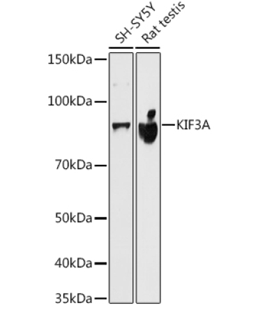 KIF3A Rabbit Monoclonal Antibody