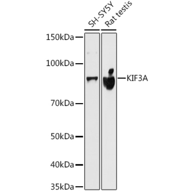 KIF3A Rabbit Monoclonal Antibody