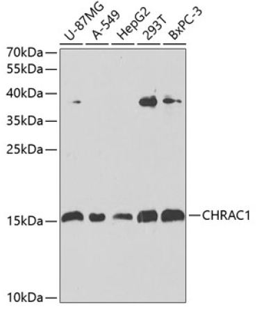 CHRAC1 Rabbit Polyclonal Antibody