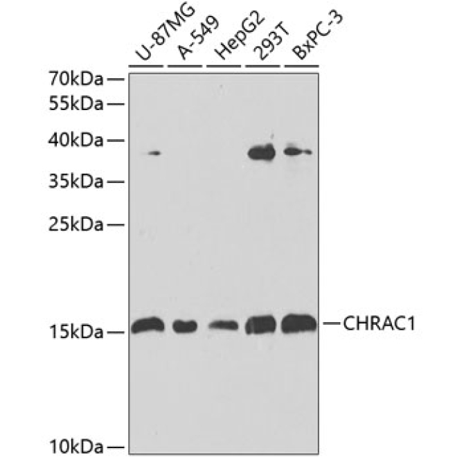 CHRAC1 Rabbit Polyclonal Antibody