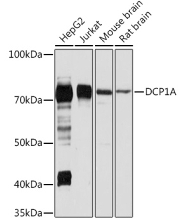 DCP1A Rabbit Polyclonal Antibody