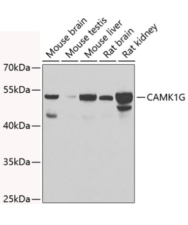 CAMK1G Rabbit Polyclonal Antibody