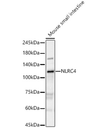 NLRC4 Rabbit Polyclonal Antibody