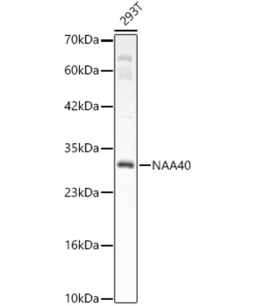 NAA40 Rabbit Polyclonal Antibody