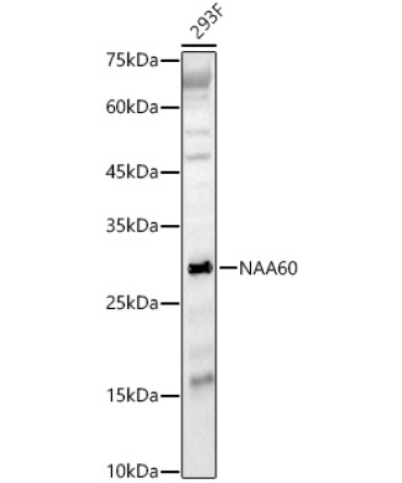 NAA60 Rabbit Polyclonal Antibody