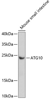 ATG10 Rabbit Polyclonal Antibody