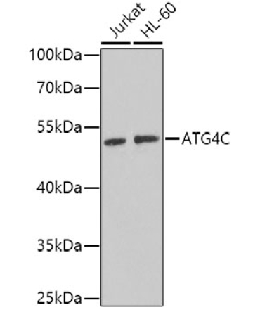 ATG4C Rabbit Polyclonal Antibody