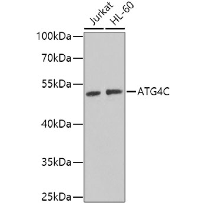 ATG4C Rabbit Polyclonal Antibody