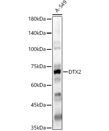 DTX2 Rabbit Polyclonal Antibody