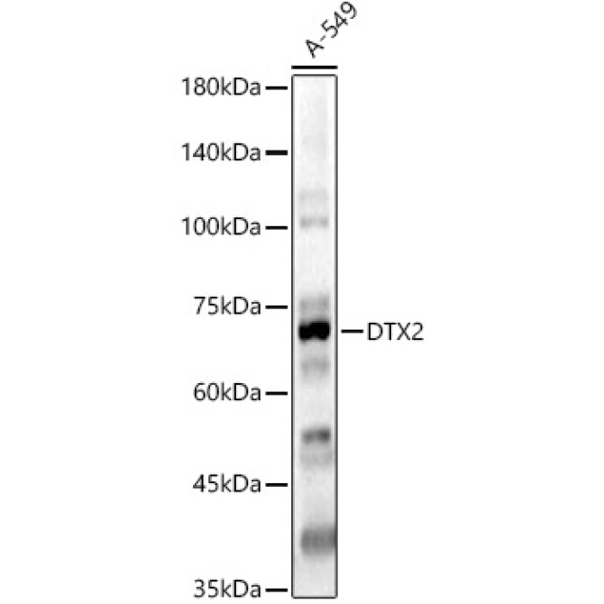 DTX2 Rabbit Polyclonal Antibody