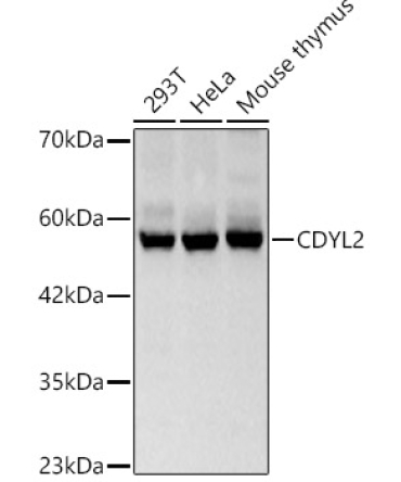 CDYL2 Rabbit Polyclonal Antibody