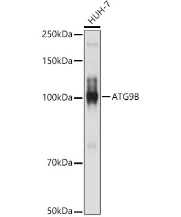 ATG9B Rabbit Polyclonal Antibody