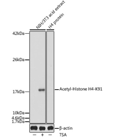 Acetyl-Histone H4-K91 Rabbit Polyclonal Antibody