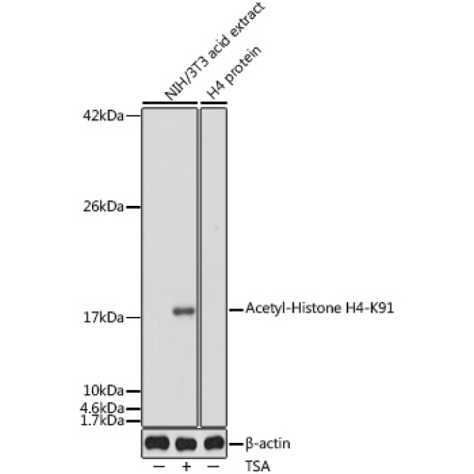 Acetyl-Histone H4-K91 Rabbit Polyclonal Antibody