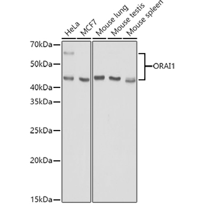ORAI1 Rabbit Polyclonal Antibody