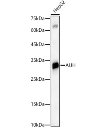 AUH Rabbit Polyclonal Antibody