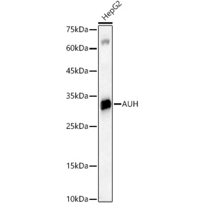 AUH Rabbit Polyclonal Antibody