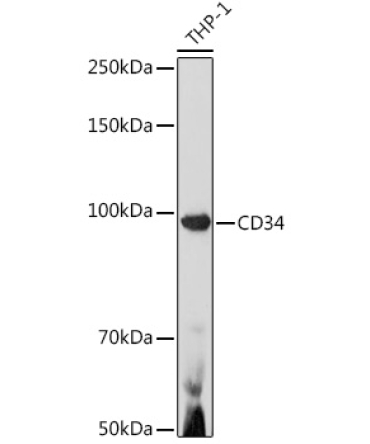 CD34 Rabbit Polyclonal Antibody