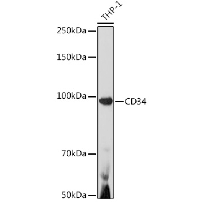 CD34 Rabbit Polyclonal Antibody