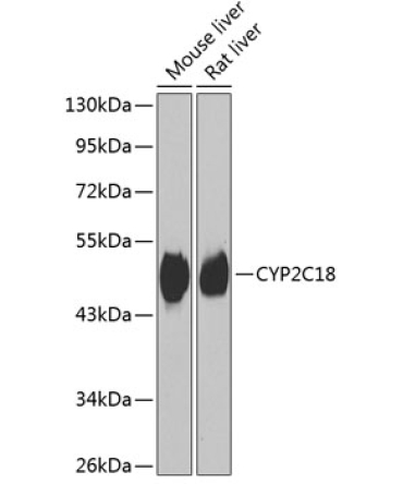 CYP2C18 Rabbit Polyclonal Antibody