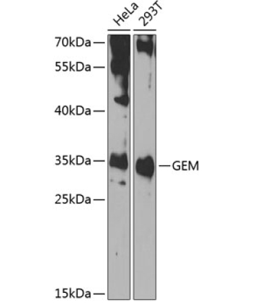 GEM Rabbit Polyclonal Antibody