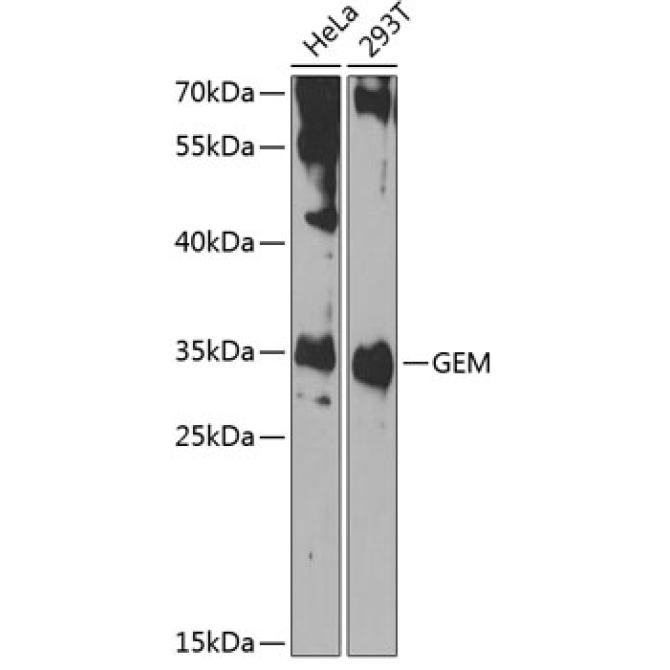 GEM Rabbit Polyclonal Antibody