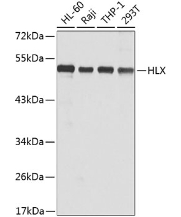 HLX Rabbit Polyclonal Antibody