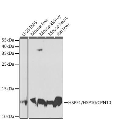 HSPE1/HSP10/CPN10 Rabbit Polyclonal Antibody