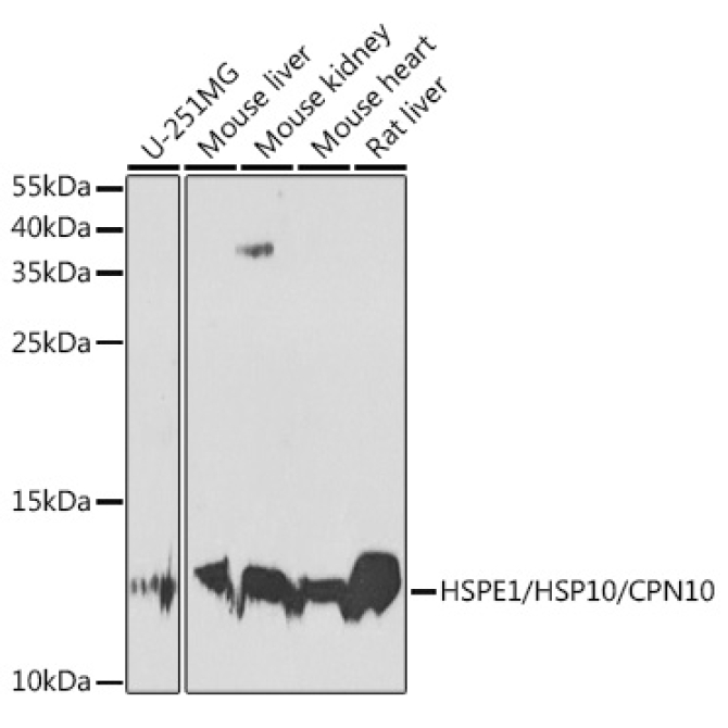 HSPE1/HSP10/CPN10 Rabbit Polyclonal Antibody