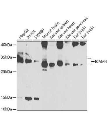 ICAM4 Rabbit Polyclonal Antibody