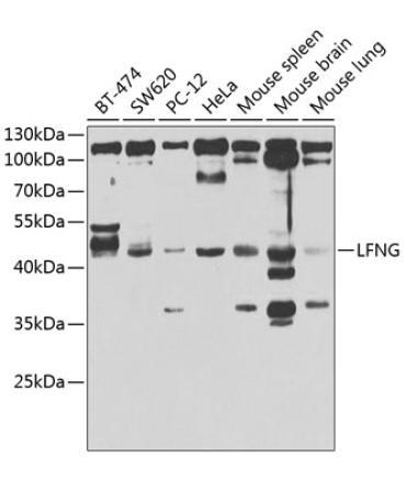 LFNG Rabbit Polyclonal Antibody