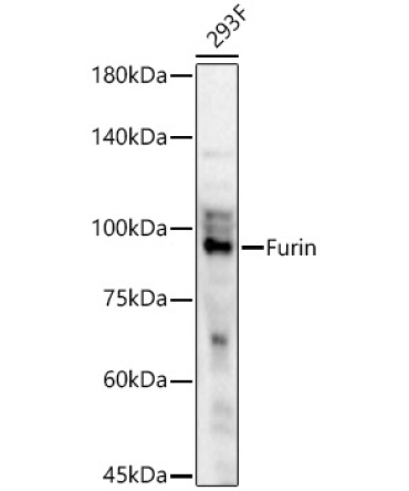 Furin Rabbit Polyclonal Antibody