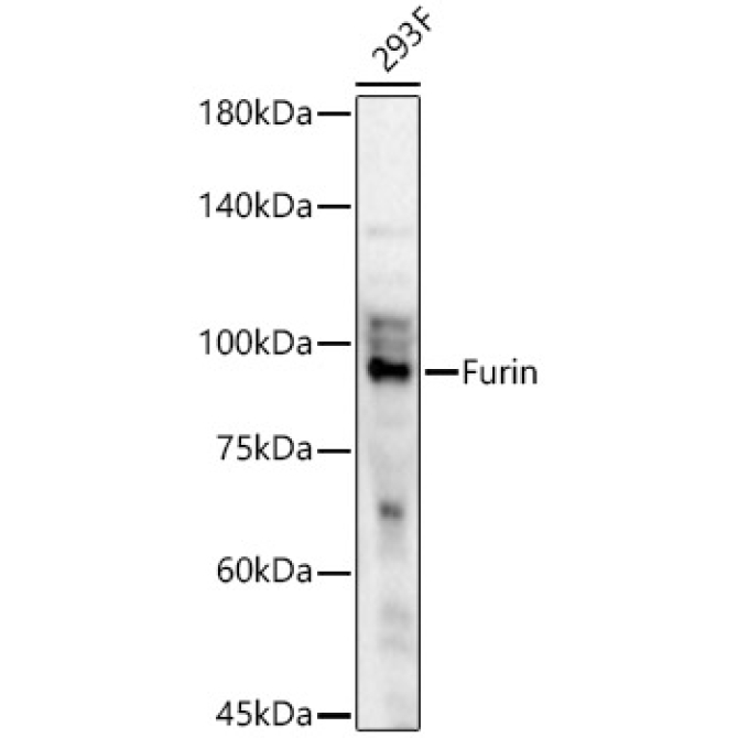 Furin Rabbit Polyclonal Antibody