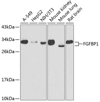FGFBP1 Rabbit Polyclonal Antibody