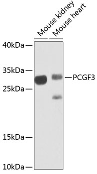 PCGF3 Rabbit Polyclonal Antibody