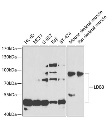 LDB3 Rabbit Polyclonal Antibody