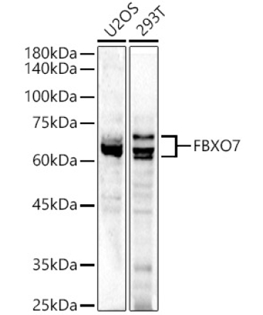 FBXO7 Rabbit Polyclonal Antibody