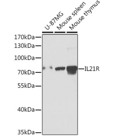 IL21R Rabbit Polyclonal Antibody