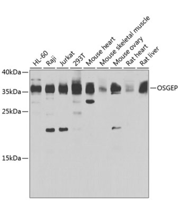 OSGEP Rabbit Polyclonal Antibody