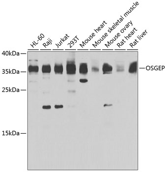 OSGEP Rabbit Polyclonal Antibody