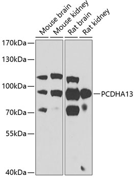 PCDHA13 Rabbit Polyclonal Antibody