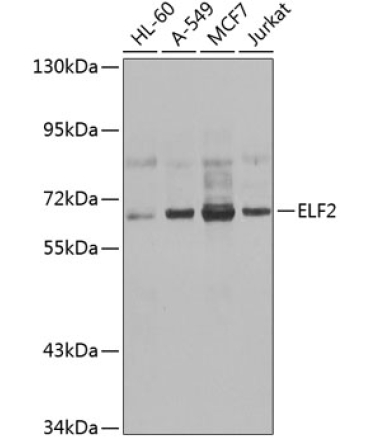 ELF2 Rabbit Polyclonal Antibody